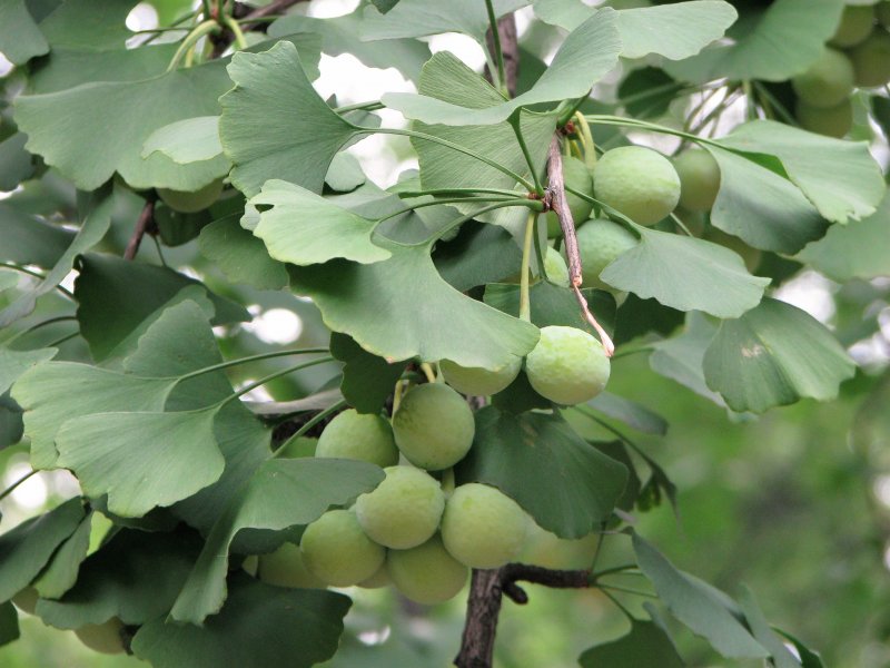 Гинкго двулопастной Ginkgo Biloba