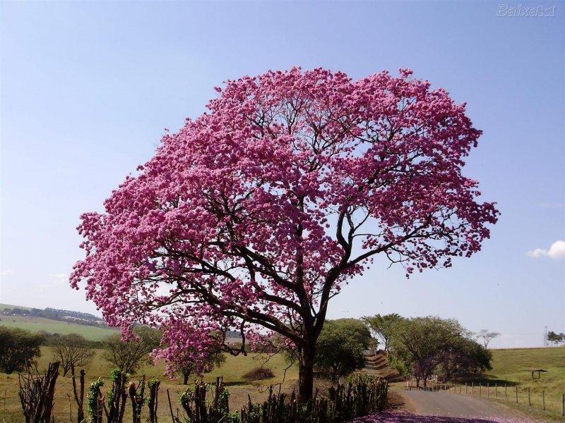 Муравьиное дерево (Tabebuia impetiginosa)табебуйя