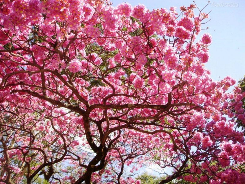 Handroanthus impetiginosus