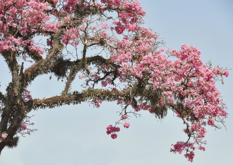 Муравьиное дерево (Tabebuia impetiginosa)табебуйя