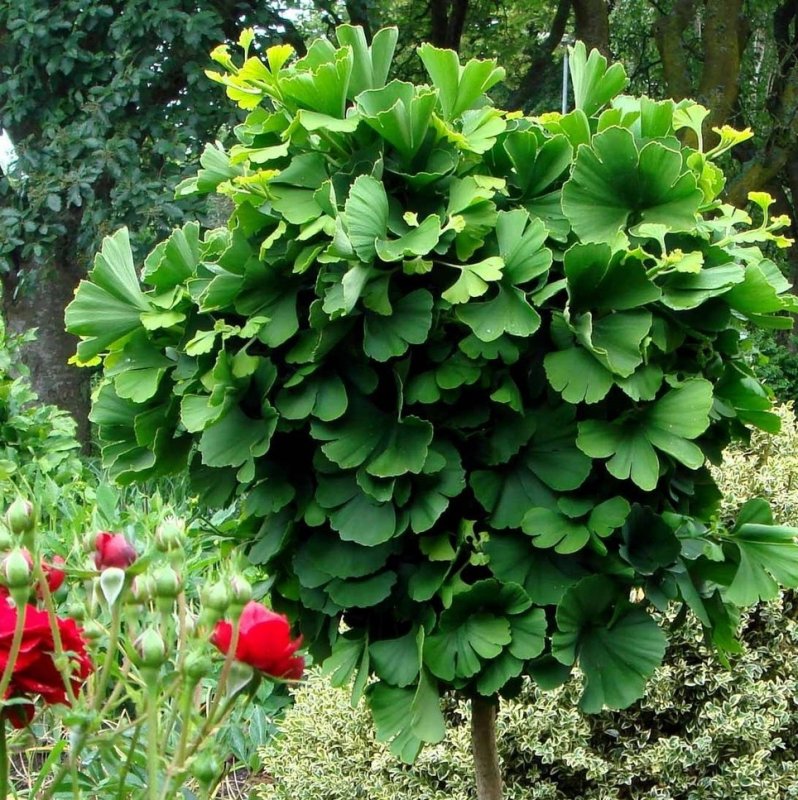 Гинкго двулопастный (Ginkgo Biloba)