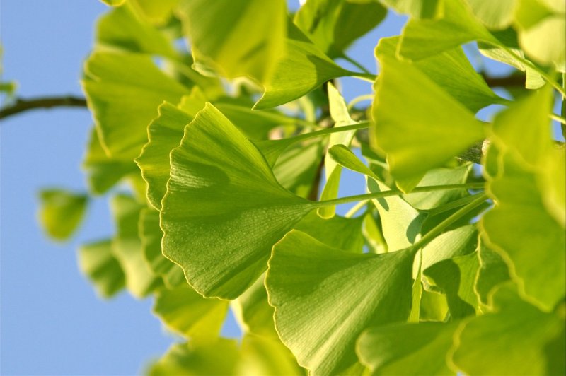 Гинкго Ginkgo Biloba