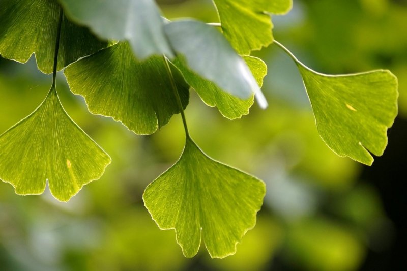 Гинкго двулопастный (Ginkgo Biloba)