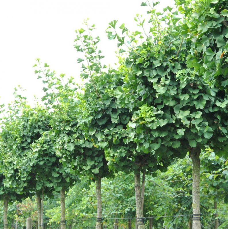 Гинкго билоба "Ginkgo Biloba"