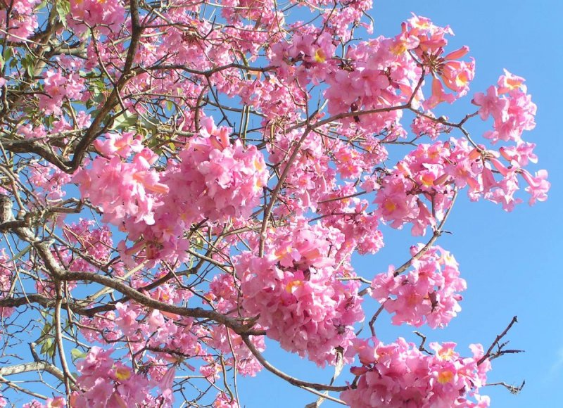 Tabebuia impetiginosa