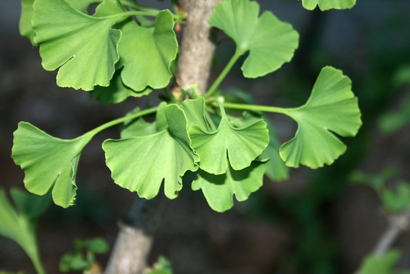 Гинкго двулопастное (Ginkgo Biloba)