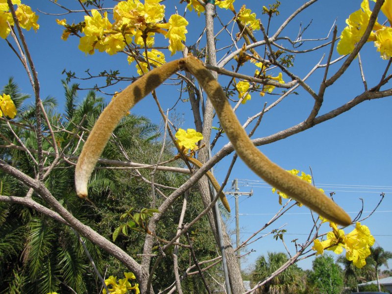 Муравьиное дерево (Tabebuia impetiginosa)табебуйя