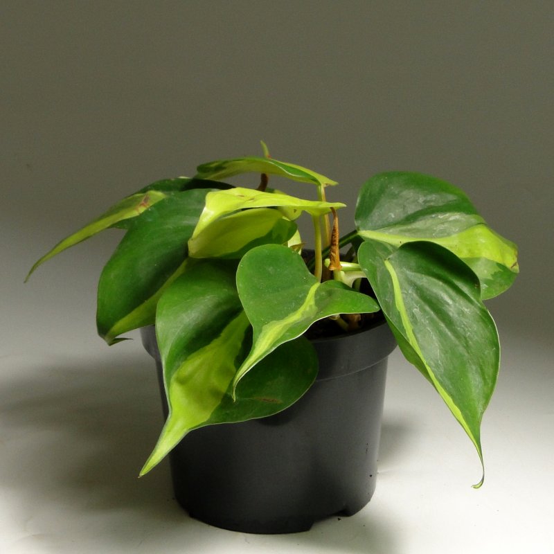 Филодендрон Сканденс Brasil Scandens