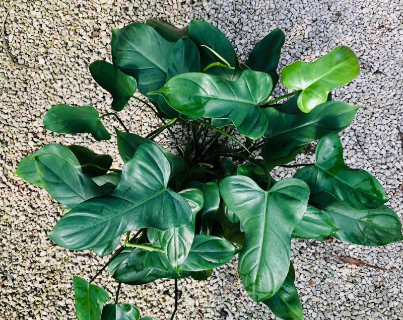 Филодендрон bipennifolium