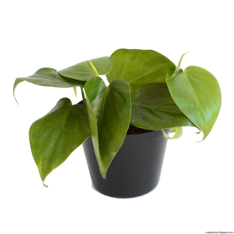 Филодендрон Scandens