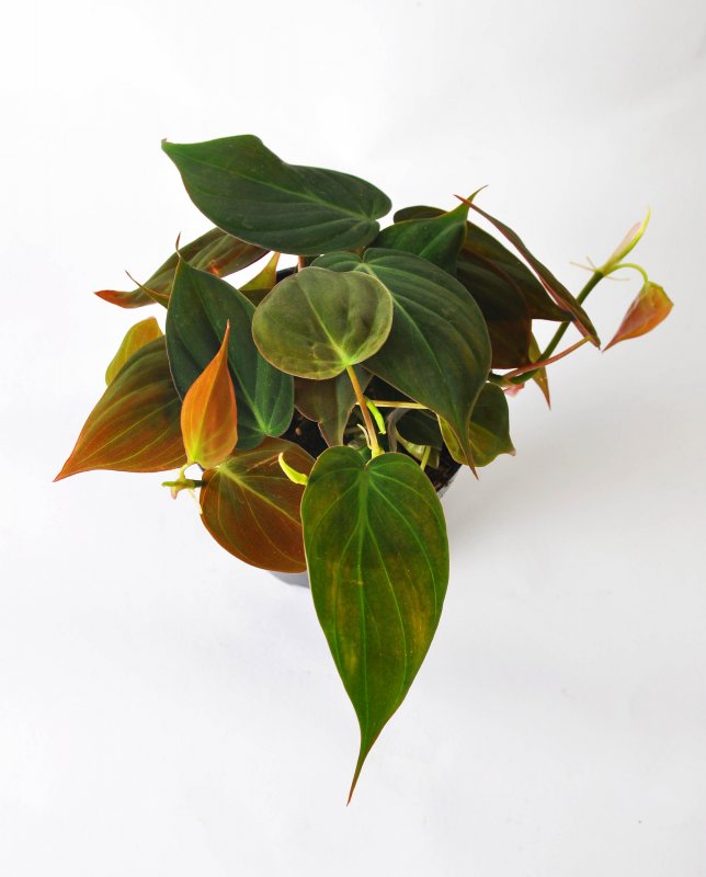 Филодендрон Scandens