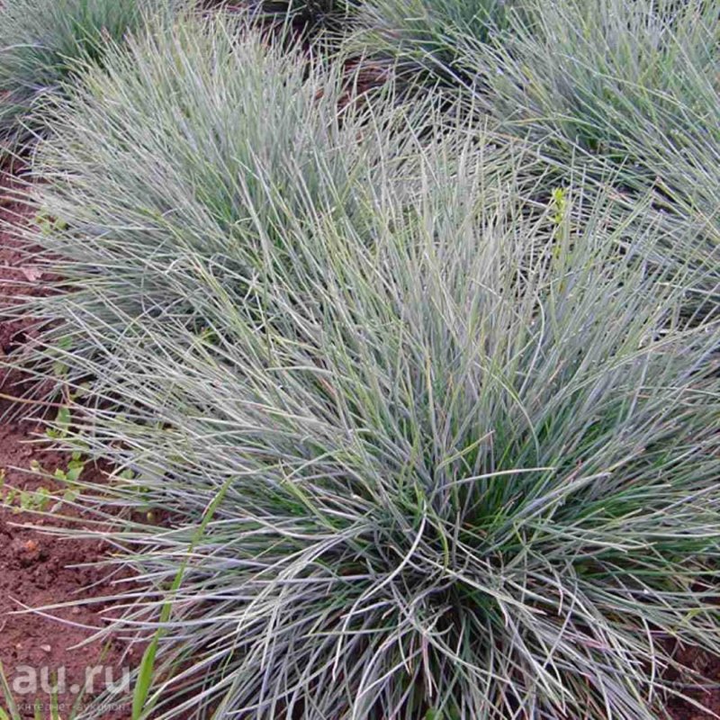Овсяница (Festuca Walberla