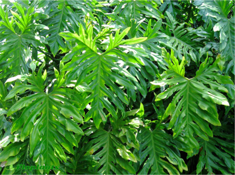 Philodendron melanochrysum купить