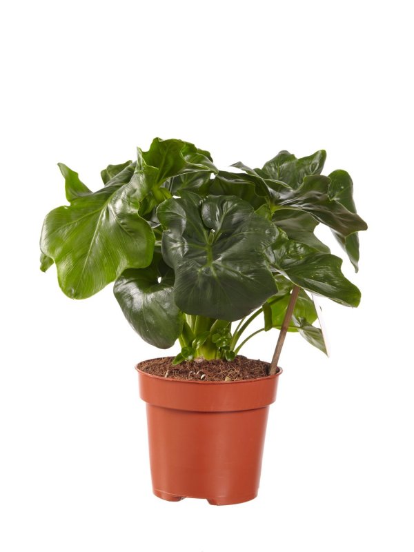 Philodendron Prince of Orange Baku