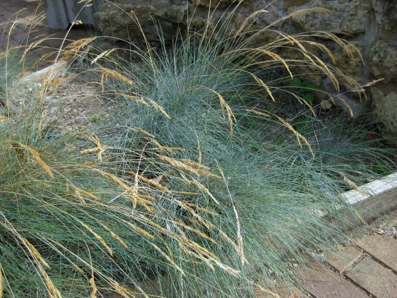Овсяница сизая (Festuca glauca)