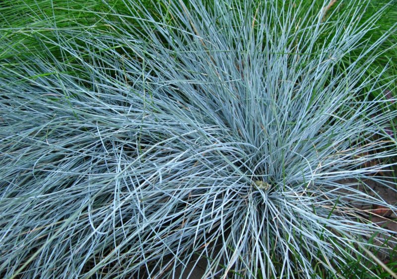 Овсяница Festuca glauca Blauglut