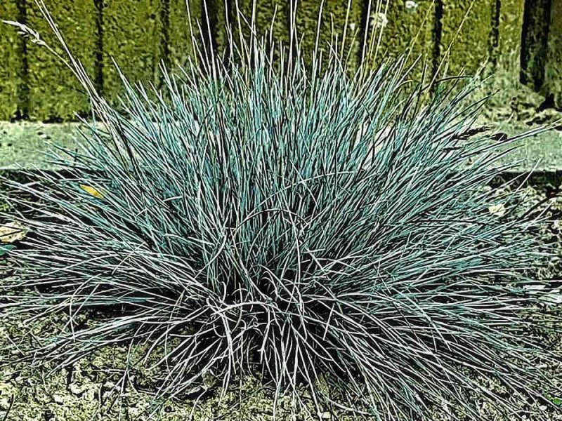Овсяница красная (Festuca rubra)