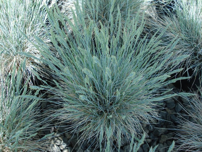 Овсяница (Festuca)
