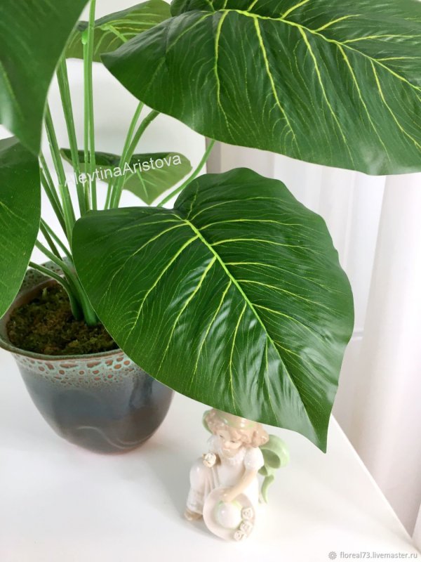 Филодендрон Imperial Green