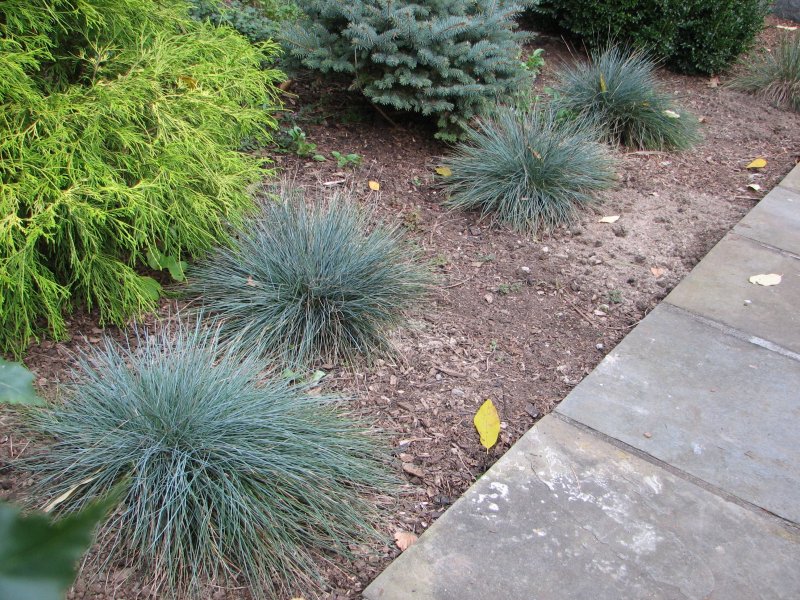 Овсяница сизая (Festuca glauca)