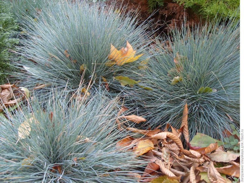 Овсяница сизая Blauglut
