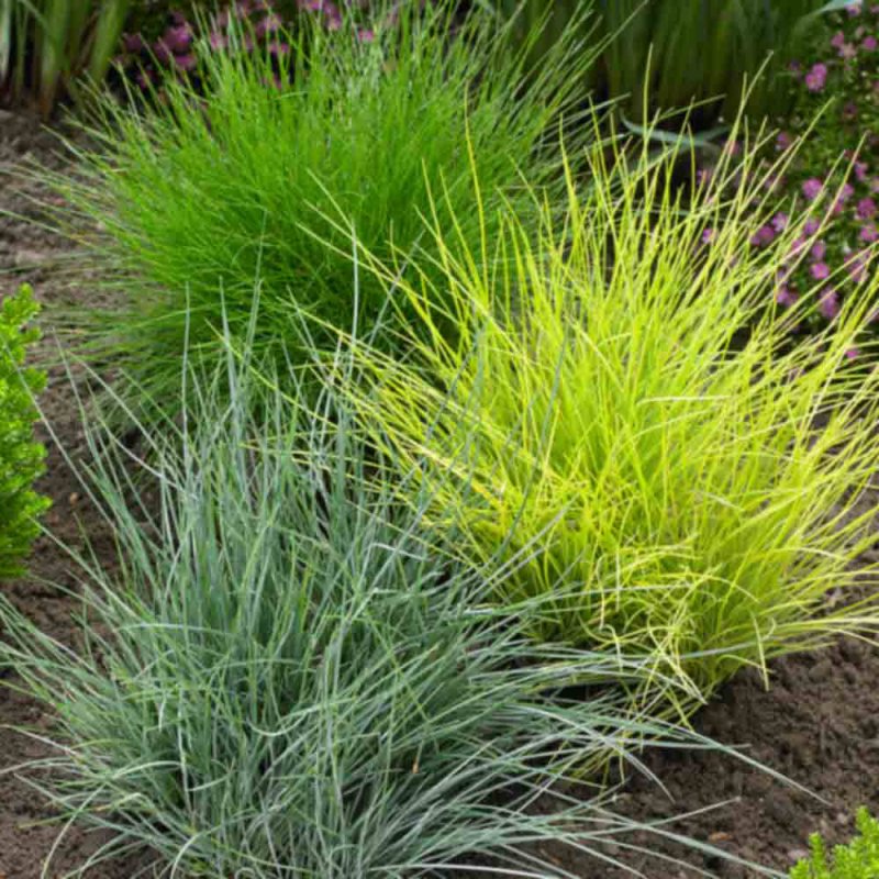 Овсяница сизая (Festuca glauca)
