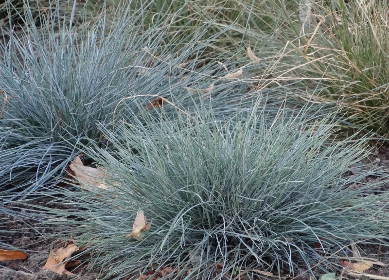 Овсяница Festuca glauca Azurit