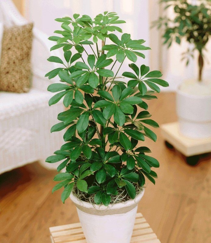 Schefflera arboricola цветок