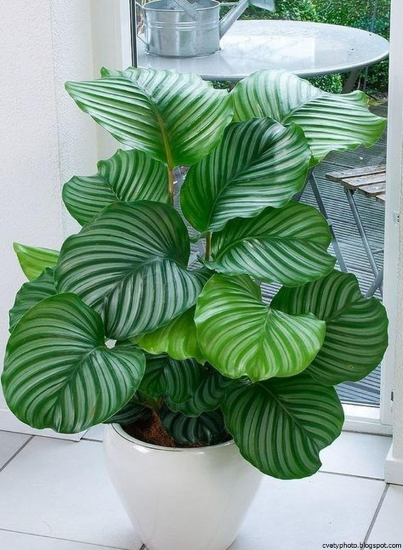 Calathea orbifolia