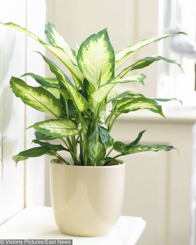 Диффенбахия Камилла (Dieffenbachia Camilla)