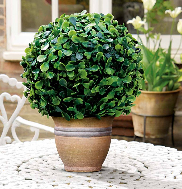 Buxus растение