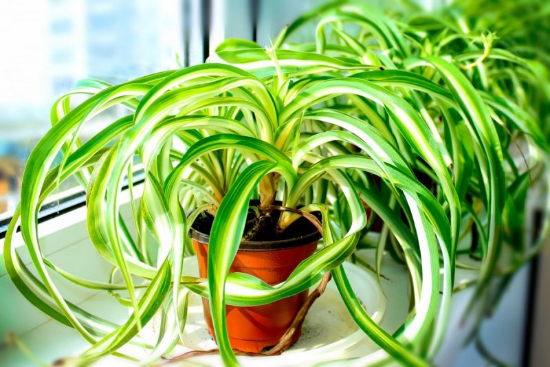 Хлорофитум Капский Chlorophytum