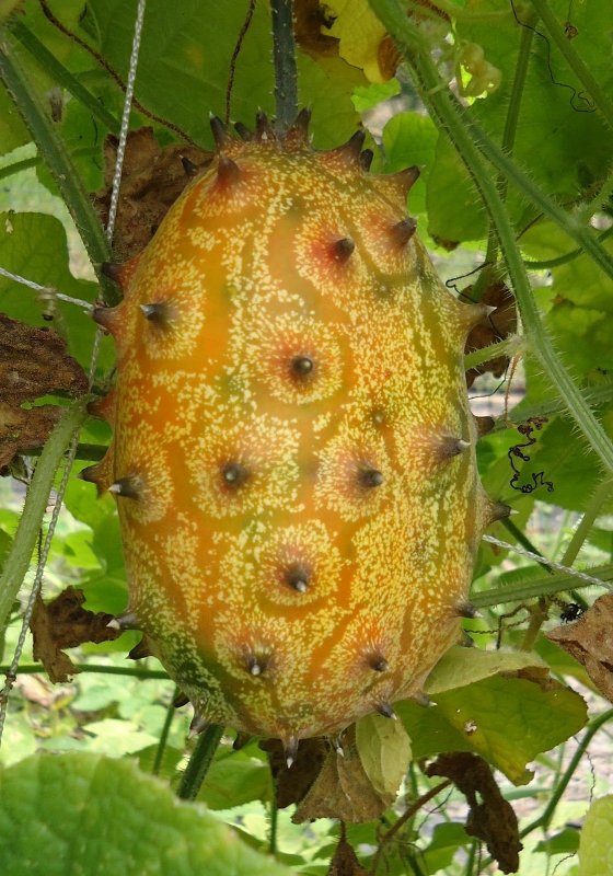 Фрукт кивано