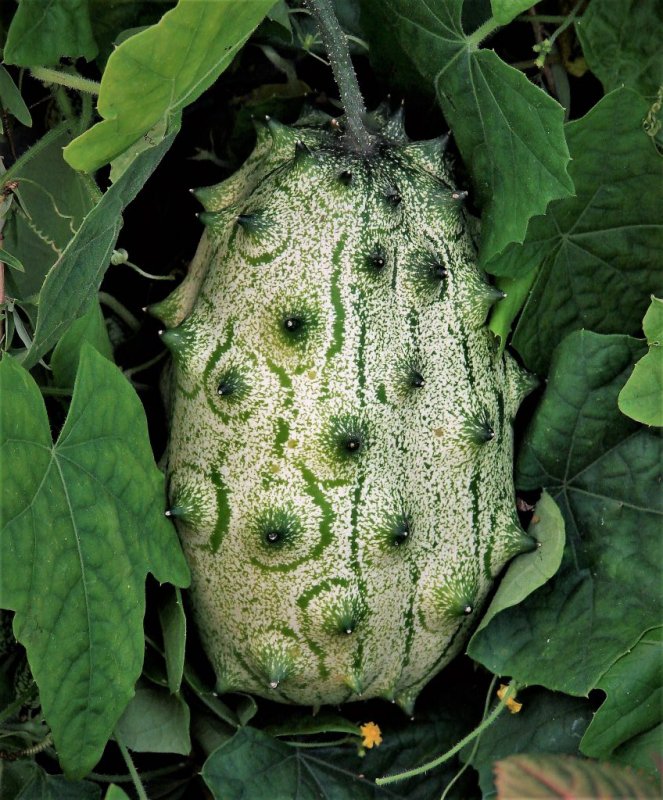 Фрукт кивано