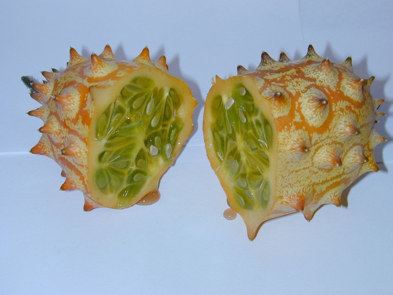 Cucumis humifructus