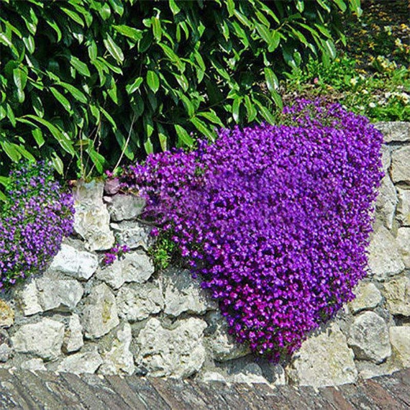 Aubrieta deltoidea Обриета дельтовидная