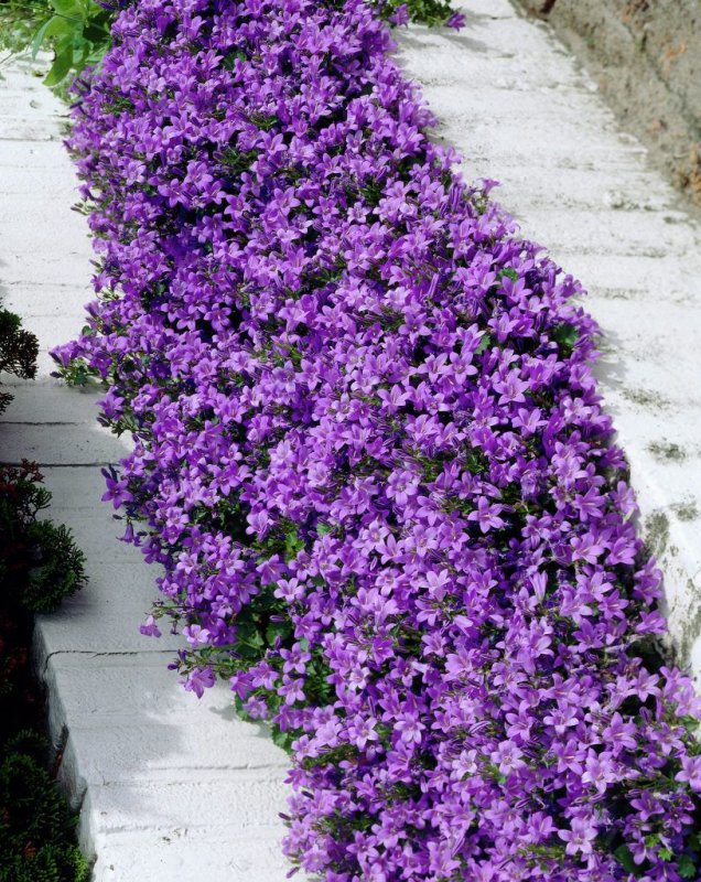Колокольчик Портеншлага (Campanula portenschlagiana Blue)
