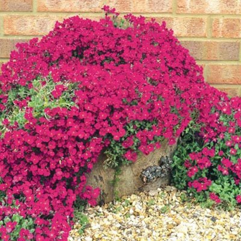 Обриета дельтовидная Cascade Red