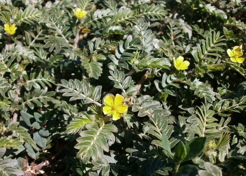 Tribulus terrestris (якорцы