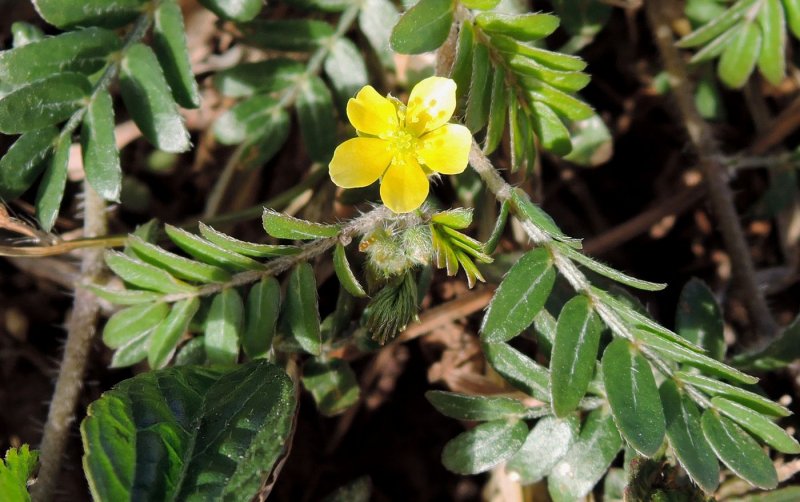Якорцы стелющиеся (Tribulus terrestris)