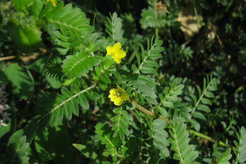 Tribulus terrestris (якорцы