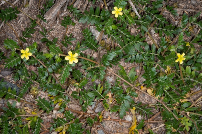 Tribulus terrestris (якорцы