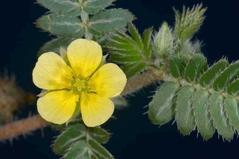 Tribulus terrestris растение