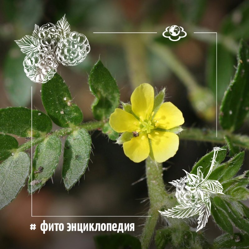 Якорцы наземные