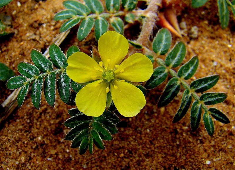 Tribulus terrestris (якорцы