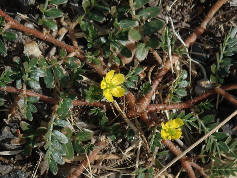 Terrestris (якорцы стелющиеся