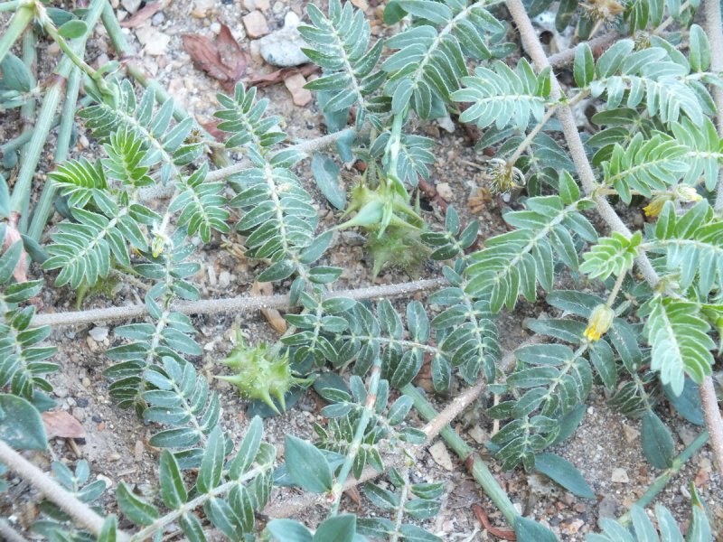 Якорцы — Tribulus terrestris l.