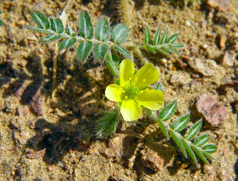 Якорцы стелющиеся (Tribulus terrestris)