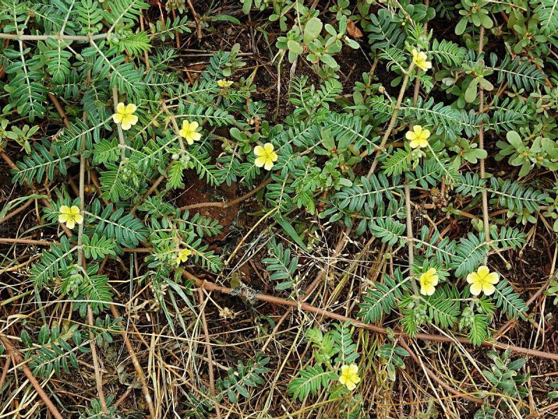 Якорцы стелющиеся (Tribulus terrestris)