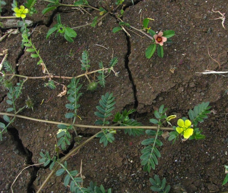 Tribulus Arabica растение